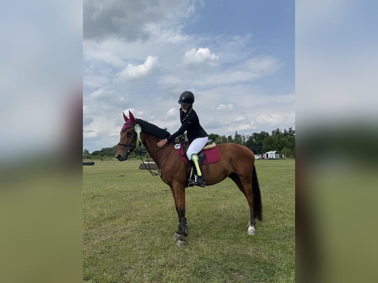 Slovacco Castrone 13 Anni 164 cm Baio in Šamorín