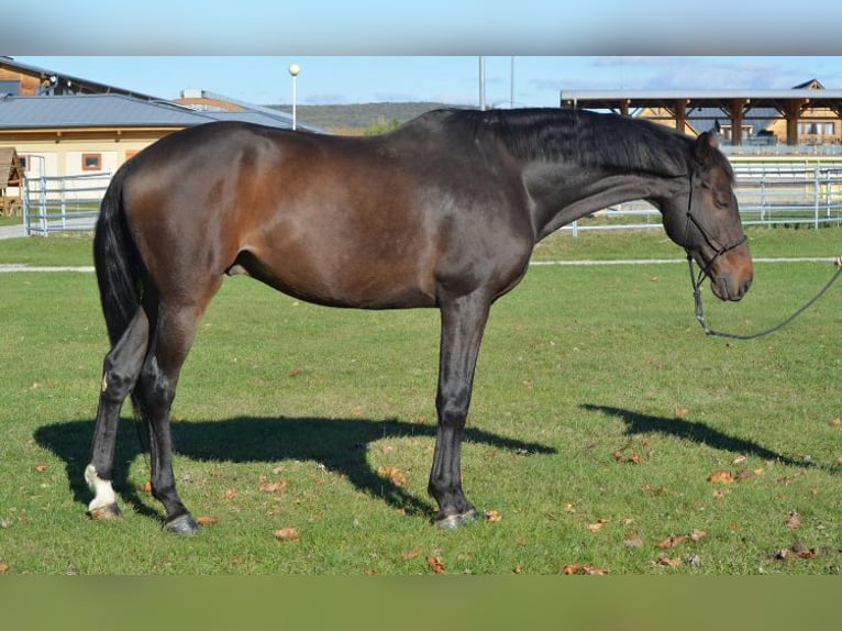 Slovacco Castrone 15 Anni 178 cm Baio scuro in Bratislava