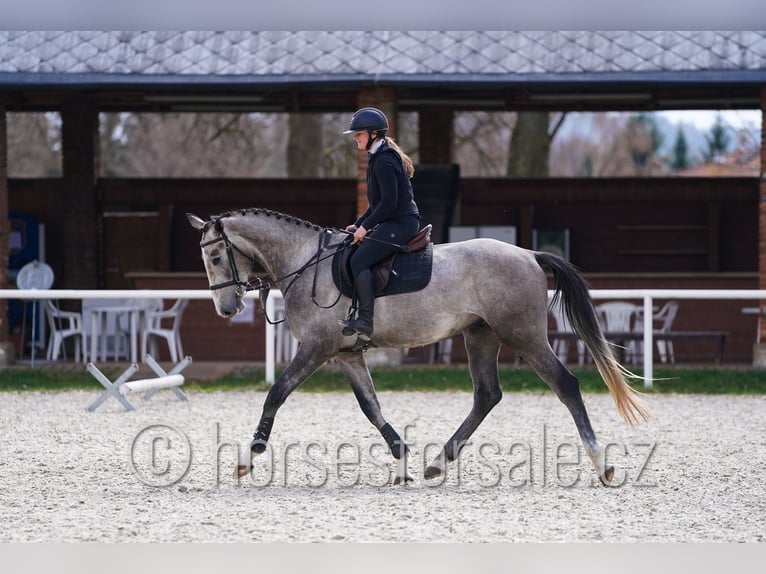 Slovacco Castrone 4 Anni 170 cm Grigio in Tyn nad Vltavou