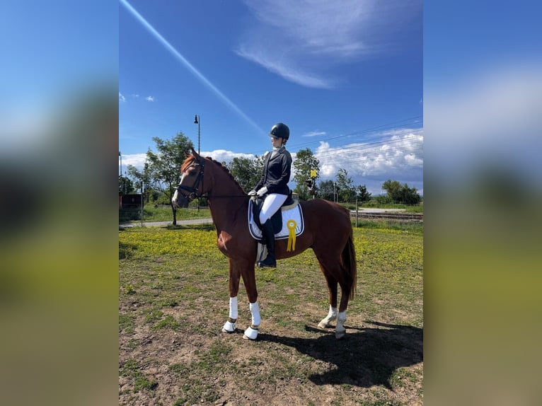 Slovacco Castrone 5 Anni 165 cm Sauro in Budweis