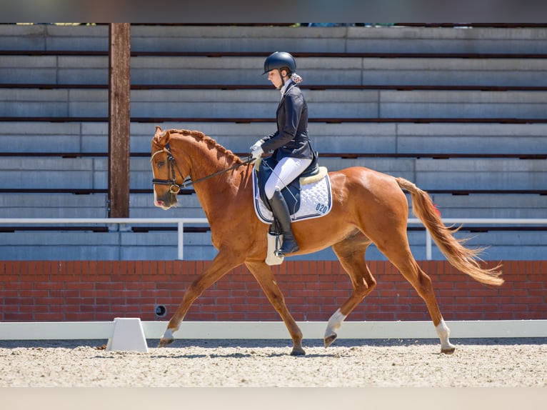 Slovacco Castrone 5 Anni 165 cm Sauro in Budweis