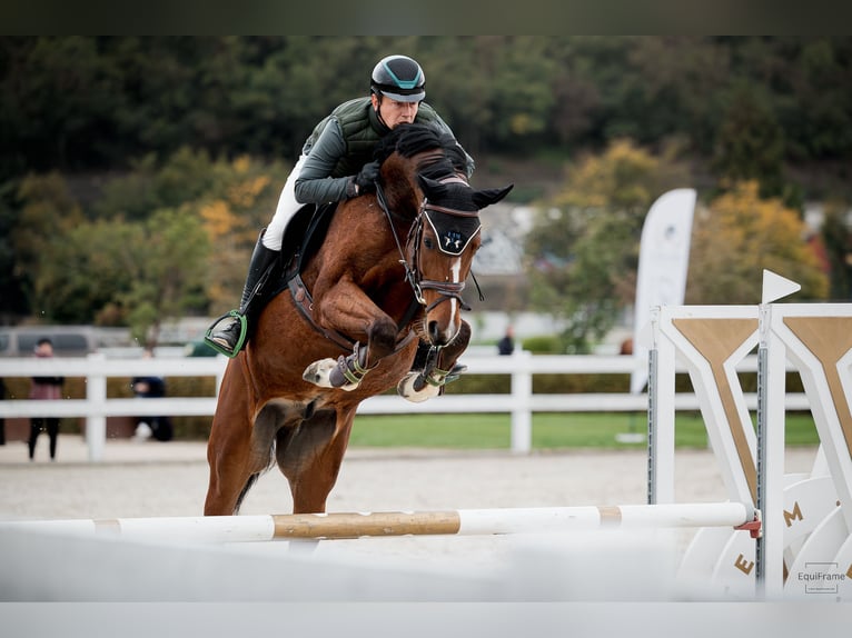 Slovacco Castrone 5 Anni 168 cm Baio ciliegia in Nučice