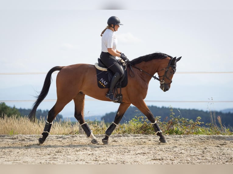 Slovacco Castrone 5 Anni 174 cm Baio in Traidendorf