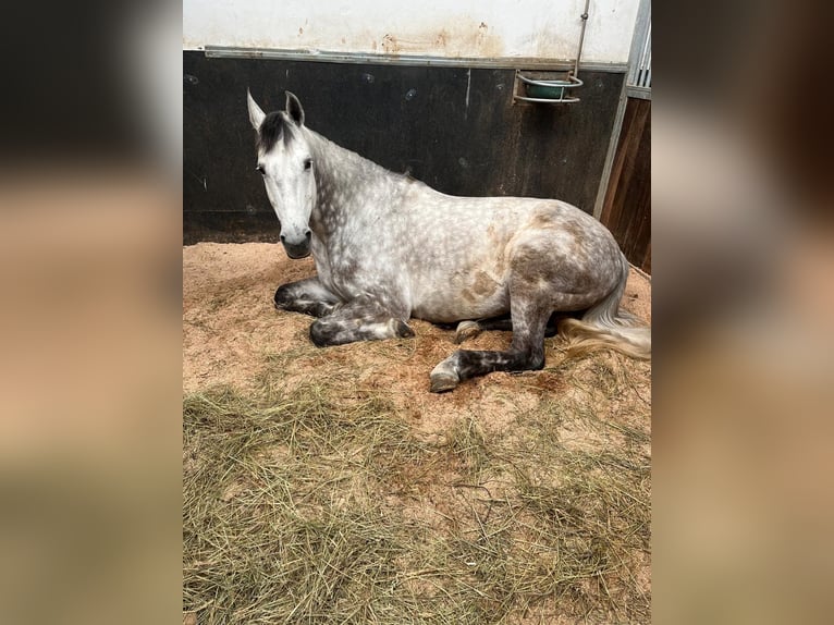 Slovacco Castrone 6 Anni 167 cm Grigio in Hôrka