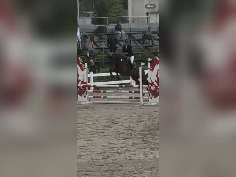 Slovacco Castrone 7 Anni 167 cm Baio ciliegia in Světlá Hora