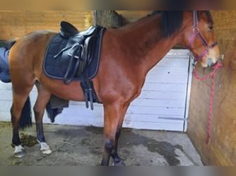Slovacco Castrone 7 Anni 168 cm Baio in Ganderkesee