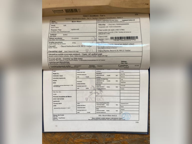 Slovacco Castrone 8 Anni 160 cm Sauro in Ibbenbüren