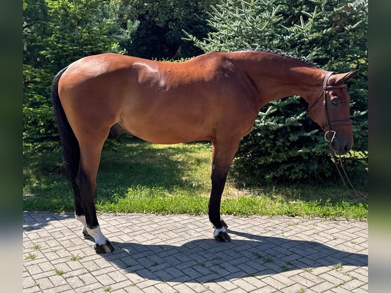 Slovacco Castrone 8 Anni 172 cm Baio in Košice, Slovakia