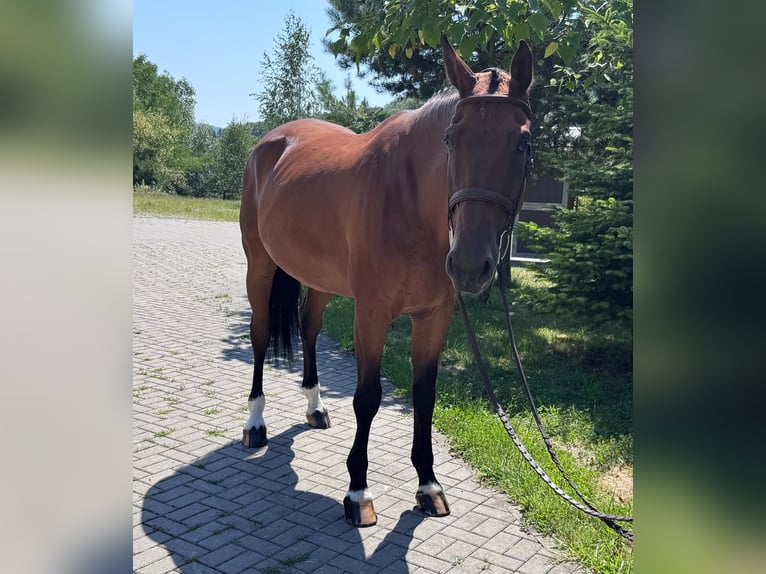 Slovacco Castrone 8 Anni 172 cm Baio in Košice, Slovakia
