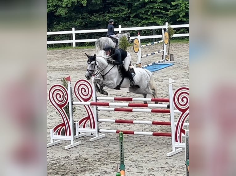 Slovacco Giumenta 10 Anni 165 cm Grigio in Košice