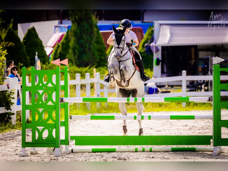 Slovacco Giumenta 10 Anni 165 cm Grigio in Košice