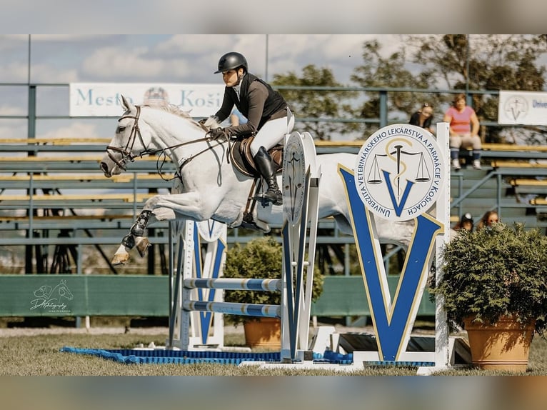 Slovacco Giumenta 10 Anni 165 cm Grigio in Košice