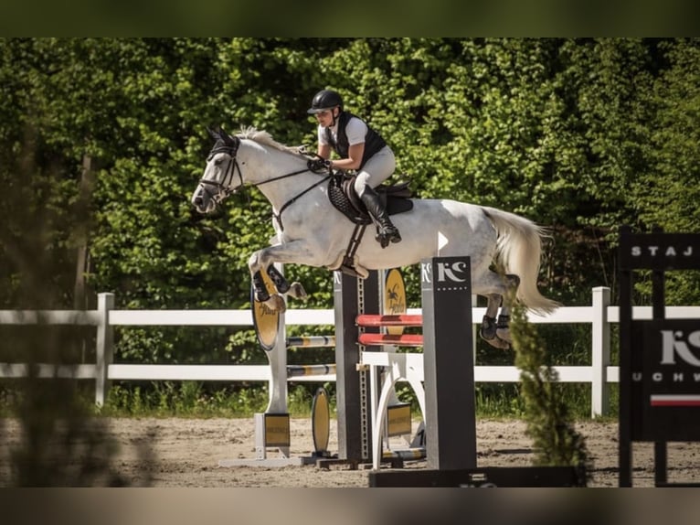 Slovacco Giumenta 10 Anni 165 cm Grigio in Košice