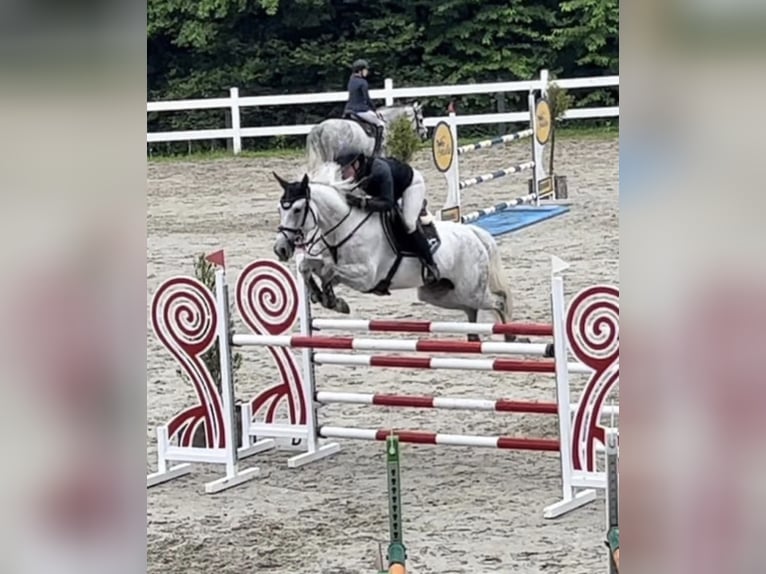 Slovacco Giumenta 10 Anni 165 cm Grigio in Košice