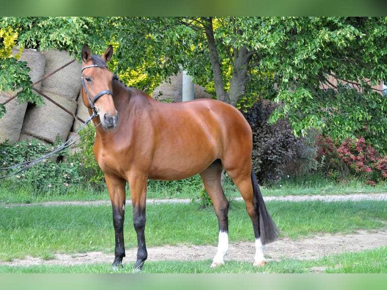 Slovacco Giumenta 10 Anni 172 cm Baio in Schattendorf