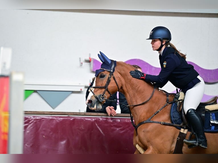 Slovacco Giumenta 11 Anni 165 cm Sauro in Feldkirchen-Westerham