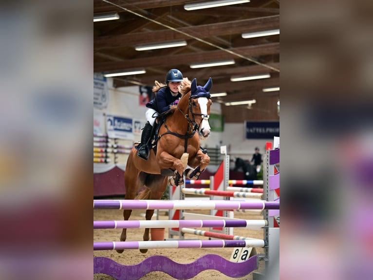 Slovacco Giumenta 11 Anni 165 cm Sauro in Feldkirchen-Westerham