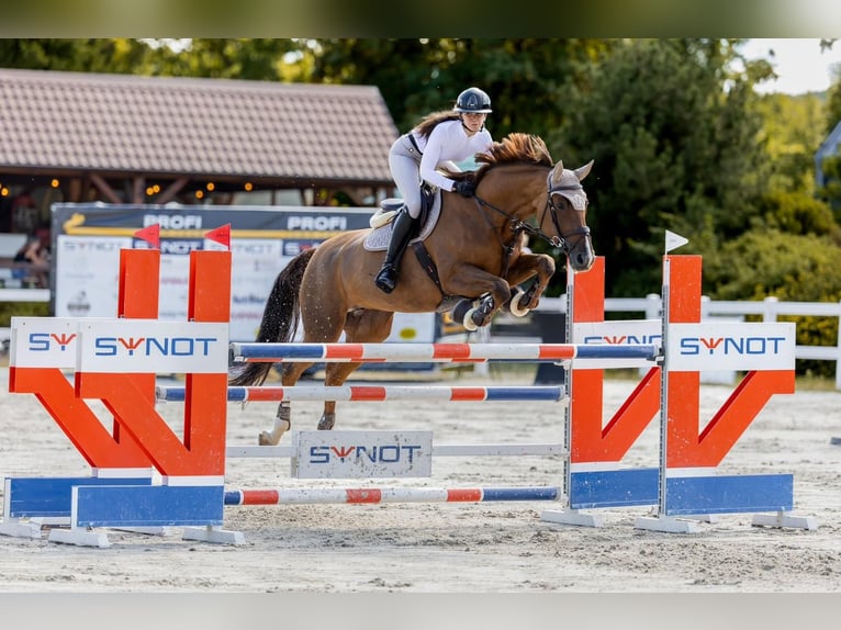 Slovacco Giumenta 11 Anni 169 cm Sauro in Prag