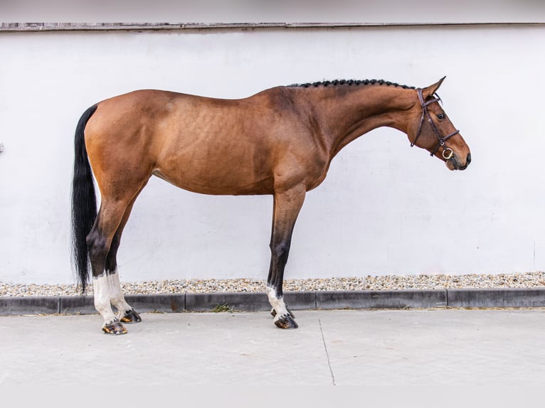 Slovacco Giumenta 11 Anni 170 cm in Trenčín