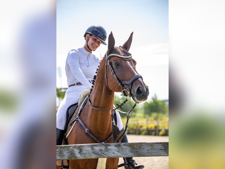 Slovacco Giumenta 11 Anni 170 cm in Trenčín