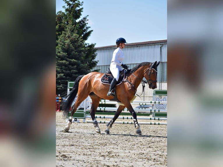 Slovacco Giumenta 11 Anni 170 cm in Trenčín
