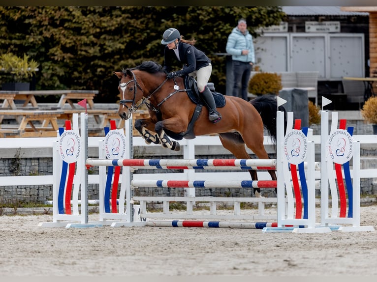 Slovacco Giumenta 12 Anni 165 cm Baio in Liteň