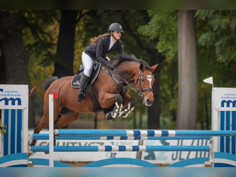 Slovacco Giumenta 12 Anni 165 cm Baio in Liteň