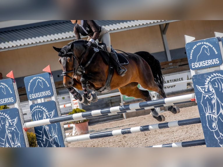 Slovacco Giumenta 12 Anni 167 cm Baio in Prague