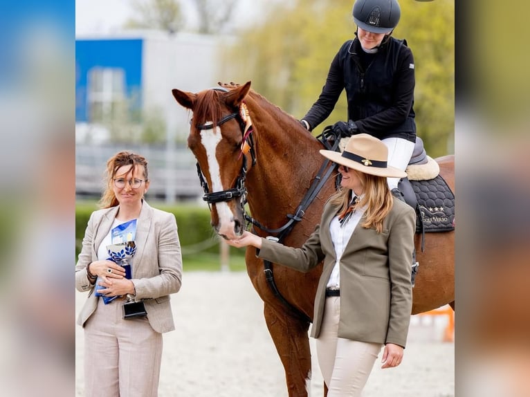 Slovacco Giumenta 12 Anni 169 cm Sauro in Rybnik