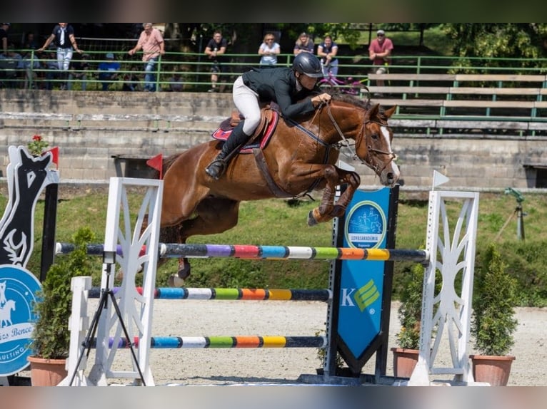 Slovacco Giumenta 12 Anni 169 cm Sauro scuro in Susice