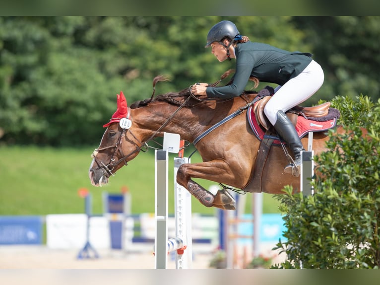 Slovacco Giumenta 12 Anni 169 cm Sauro scuro in Susice