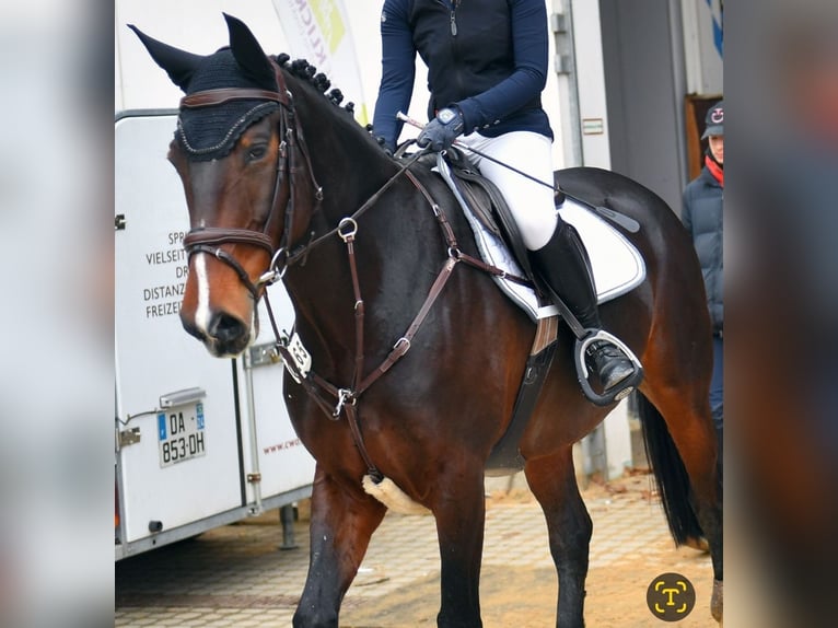 Slovacco Giumenta 13 Anni 163 cm Baio scuro in München