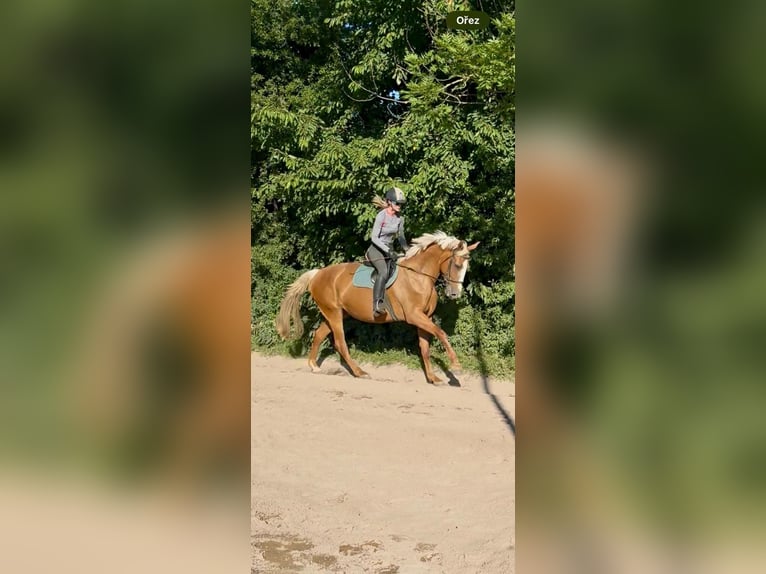 Slovacco Giumenta 13 Anni 175 cm Palomino in Litomysl