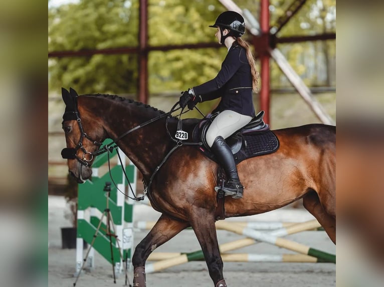 Slovacco Giumenta 15 Anni 175 cm Baio scuro in Ko&#x161;ice