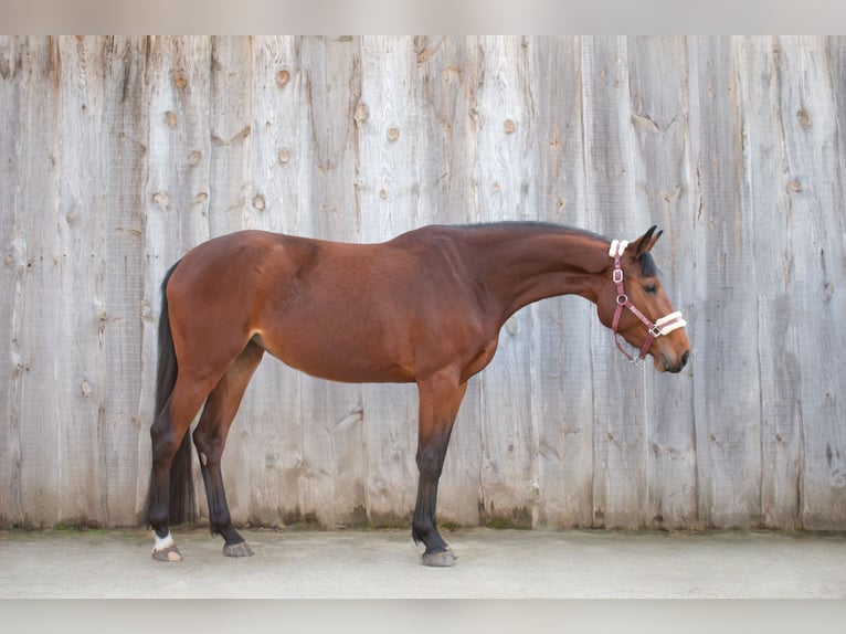 Slovacco Giumenta 4 Anni Baio ciliegia in Applegate