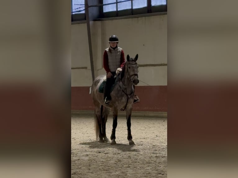Slovacco Giumenta 5 Anni 166 cm Grigio in Bratislava
