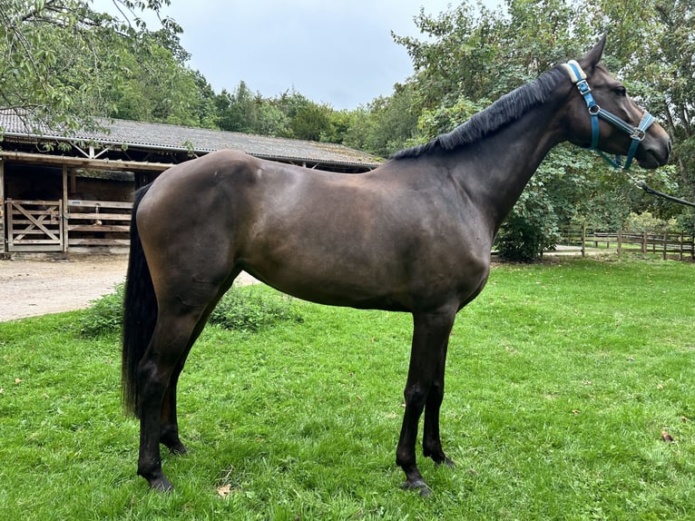 Slovacco Giumenta 5 Anni 168 cm Baio scuro in Deauville