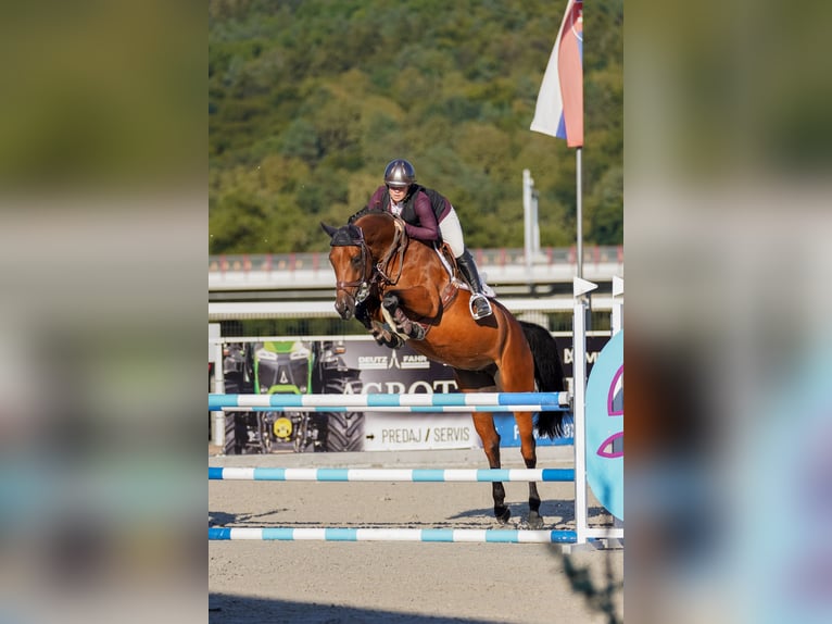 Slovacco Giumenta 6 Anni 166 cm Baio ciliegia in Presov