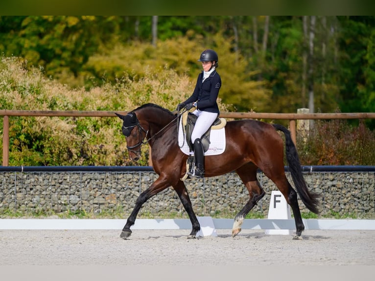 Slovacco Giumenta 6 Anni 174 cm Baio ciliegia in Brno