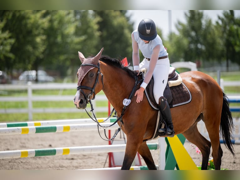 Slovacco Giumenta 6 Anni Baio in Ostrava, czech republik