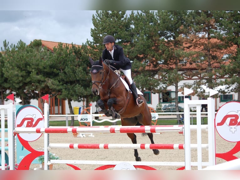 Slovacco Giumenta 7 Anni 167 cm Baio ciliegia in Liptovský Miluláš