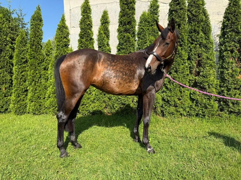 Slovacco Giumenta 7 Anni 175 cm Baio scuro in Bratislava