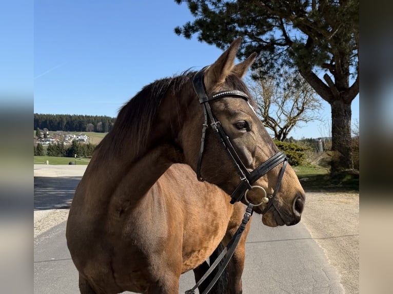 Slovacco Giumenta 8 Anni 158 cm  in Pelmberg