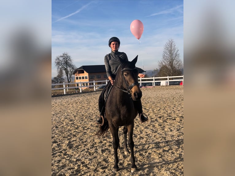 Slovacco Giumenta 8 Anni 160 cm Pelle di daino in Alkoven