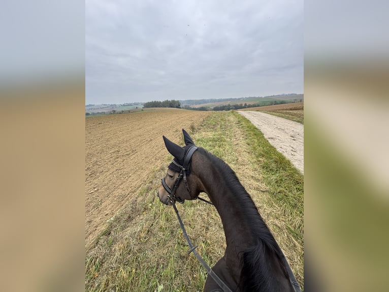 Slovacco Giumenta 8 Anni 160 cm Pelle di daino in Alkoven