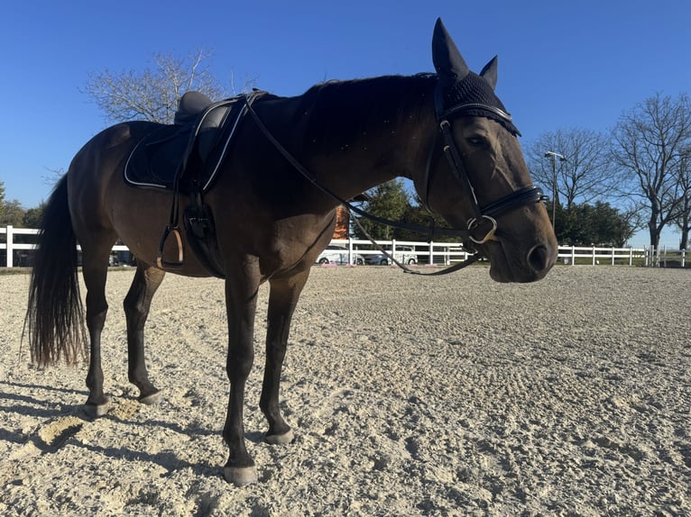 Slovacco Giumenta 8 Anni 160 cm Pelle di daino in Alkoven
