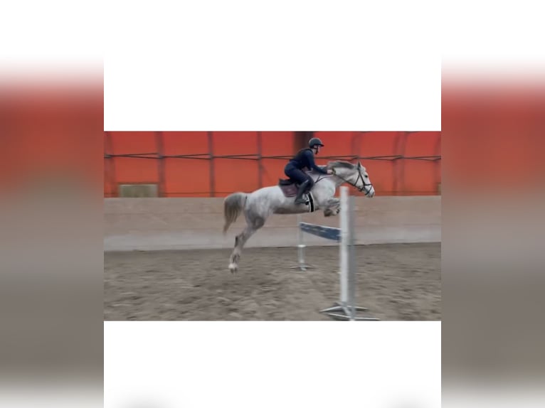 Slovacco Giumenta 8 Anni 167 cm Grigio in Ústecký kraj