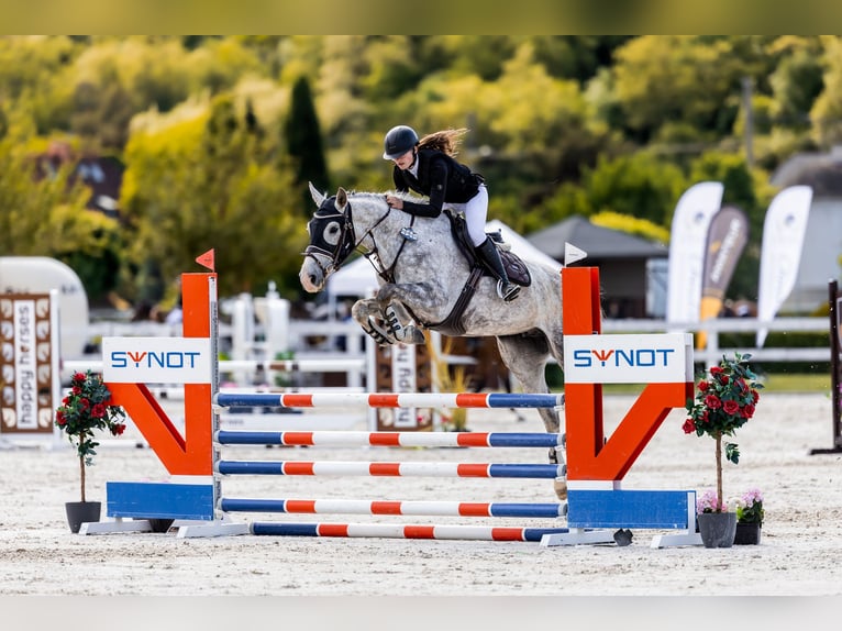 Slovacco Giumenta 8 Anni 167 cm Grigio in Ústecký kraj