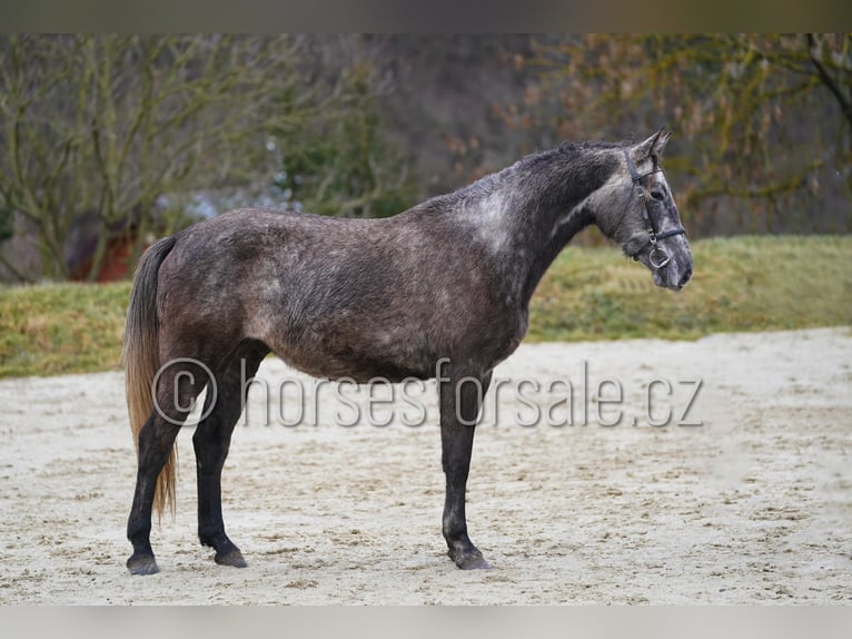 Slovacco Stallone 5 Anni 165 cm Grigio in Veseli nad Luznici
