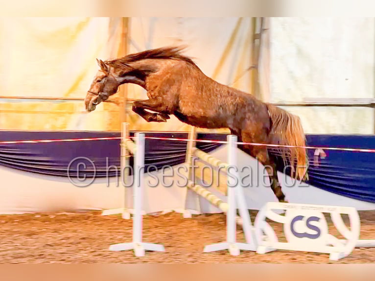 Slovacco Stallone 5 Anni 165 cm Grigio in Veseli nad Luznici